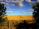 WHEAT FIELD